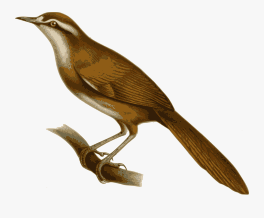 Perching Bird,wildlife,beak - Megalurulus Grosvenori, Transparent Clipart