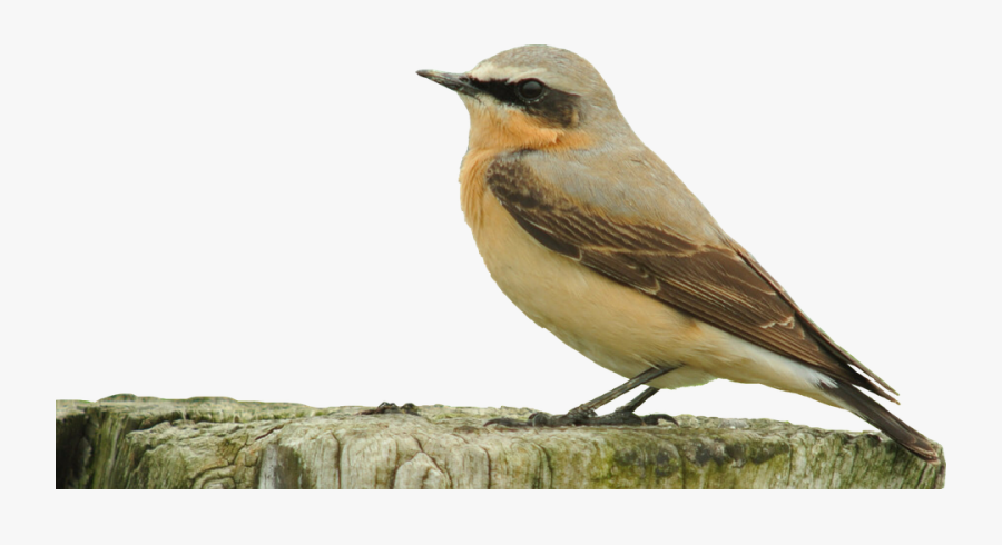 Transparent Background Nature Png, Transparent Clipart