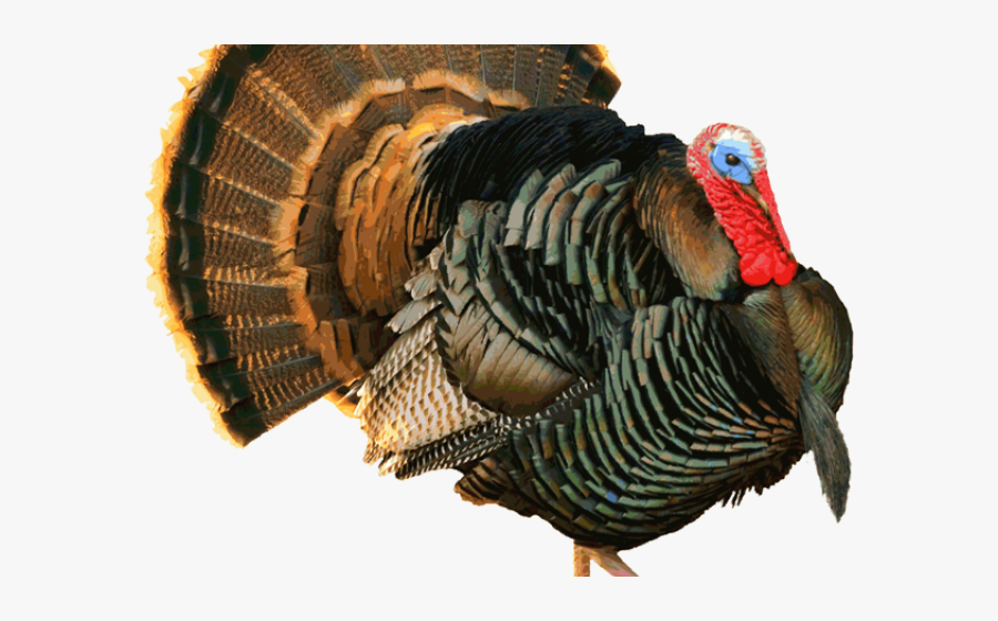Turkey Clipart Free Clip - Black And White Strutting Turkey, Transparent Clipart