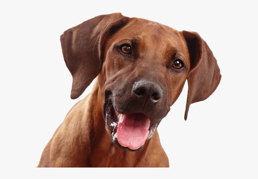 Dog Face Png, Transparent Clipart