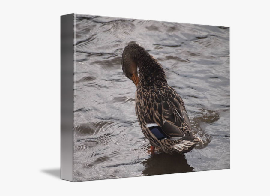 Bird With Long Neck - Mallard, Transparent Clipart