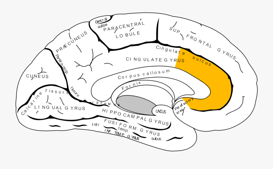 Anterior Cingulate Cortex, Transparent Clipart