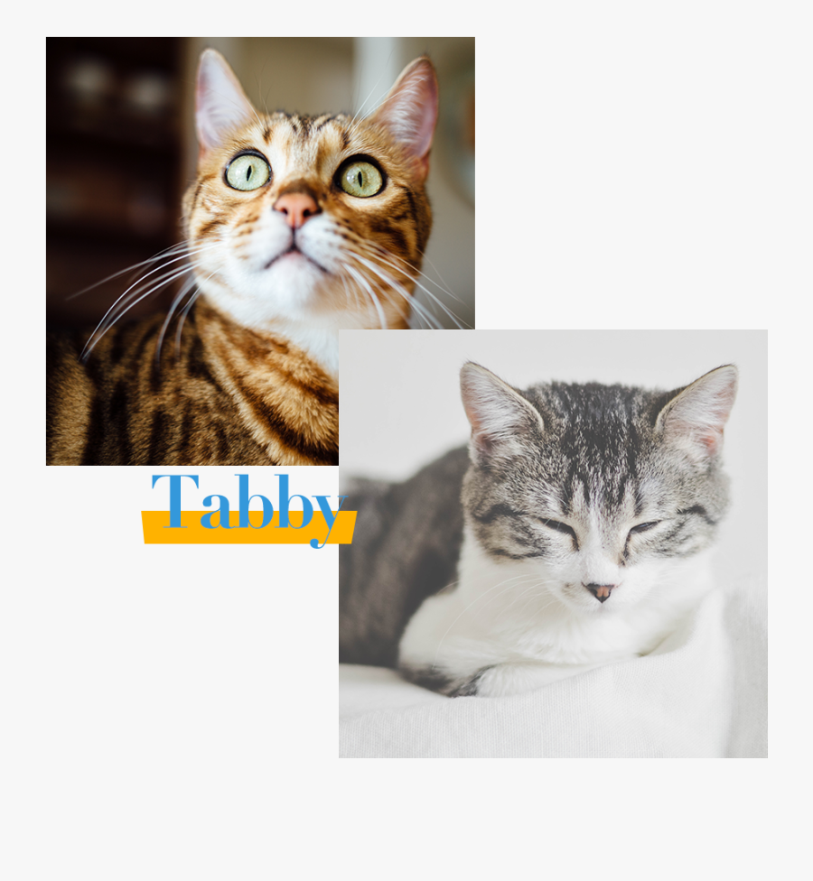 Yellow Cat Notebook [book] , Png Download - 貓咪, Transparent Clipart