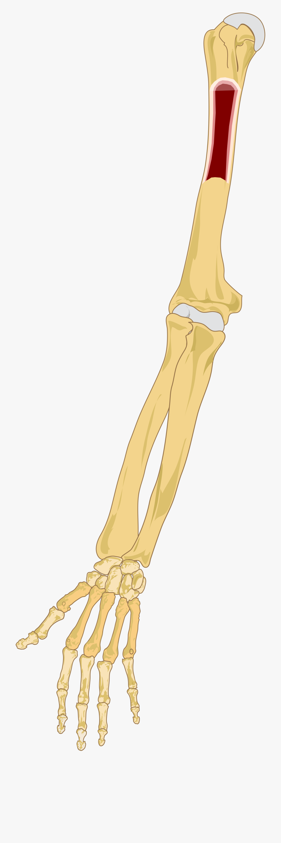 Clipart Black And White File Right Marrow Svg Wikimedia - Bone Marrow In Arm, Transparent Clipart