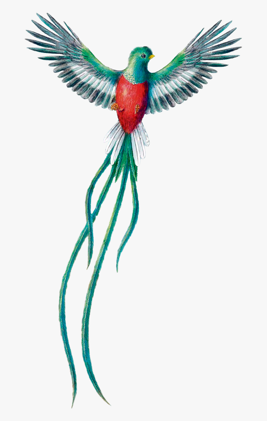 #scbird #bird #quetzal #avenacional #guatemala #guatemalanature - Quetzal Drawing, Transparent Clipart