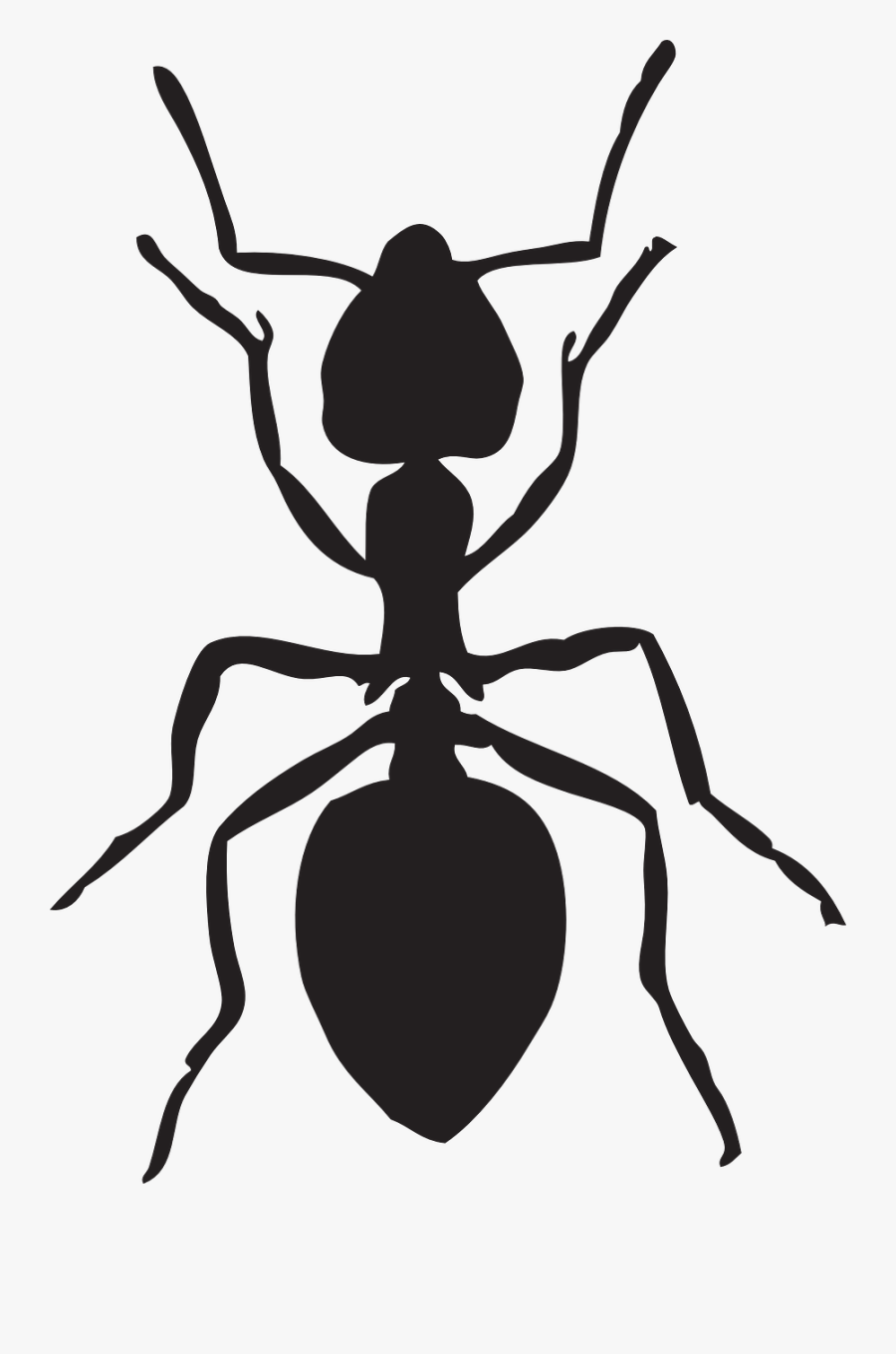 Insect Clipart Ant - Ant Clip Art, Transparent Clipart