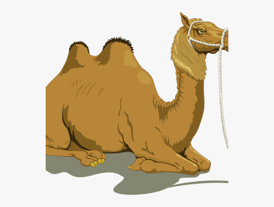 Baby Camel And Mother, Transparent Clipart