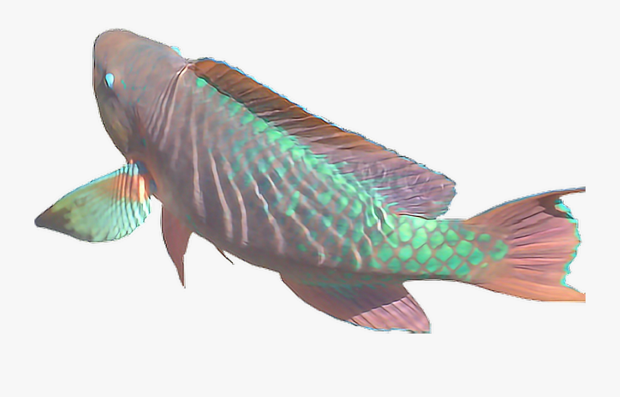 Vapor Fish Vaporwaveaesthetic Aesthetic Aesth Report - Aesthetic Fish Png, Transparent Clipart