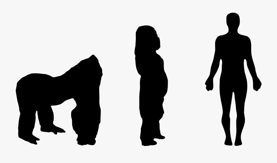 Transparent Gorilla Silhouette Png - Human Gorilla Size Comparison, Transparent Clipart