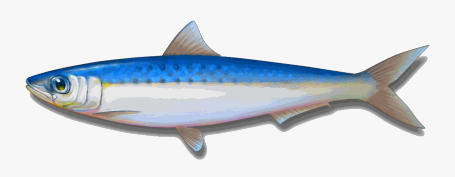 Transparent Anchovy Clipart - Png Transparent Sardines, Transparent Clipart