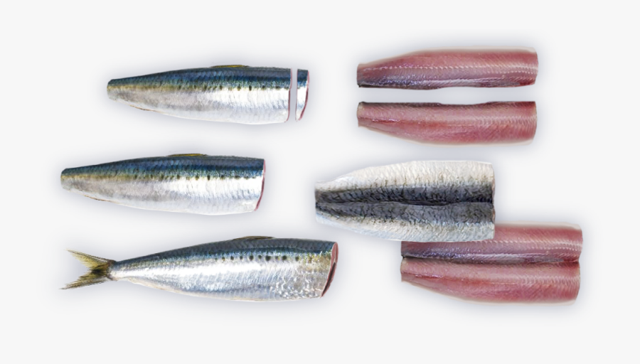 Seac Ab Promo Intro - Pacific Saury, Transparent Clipart