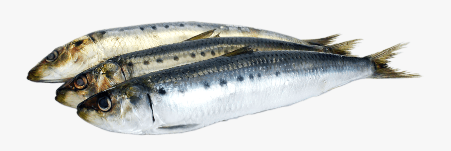 Transparent Fish - Scientific Name Of Sardine, Transparent Clipart
