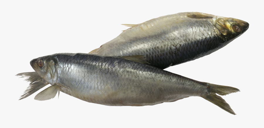 Fish Png - Sardine Fish Png, Transparent Clipart