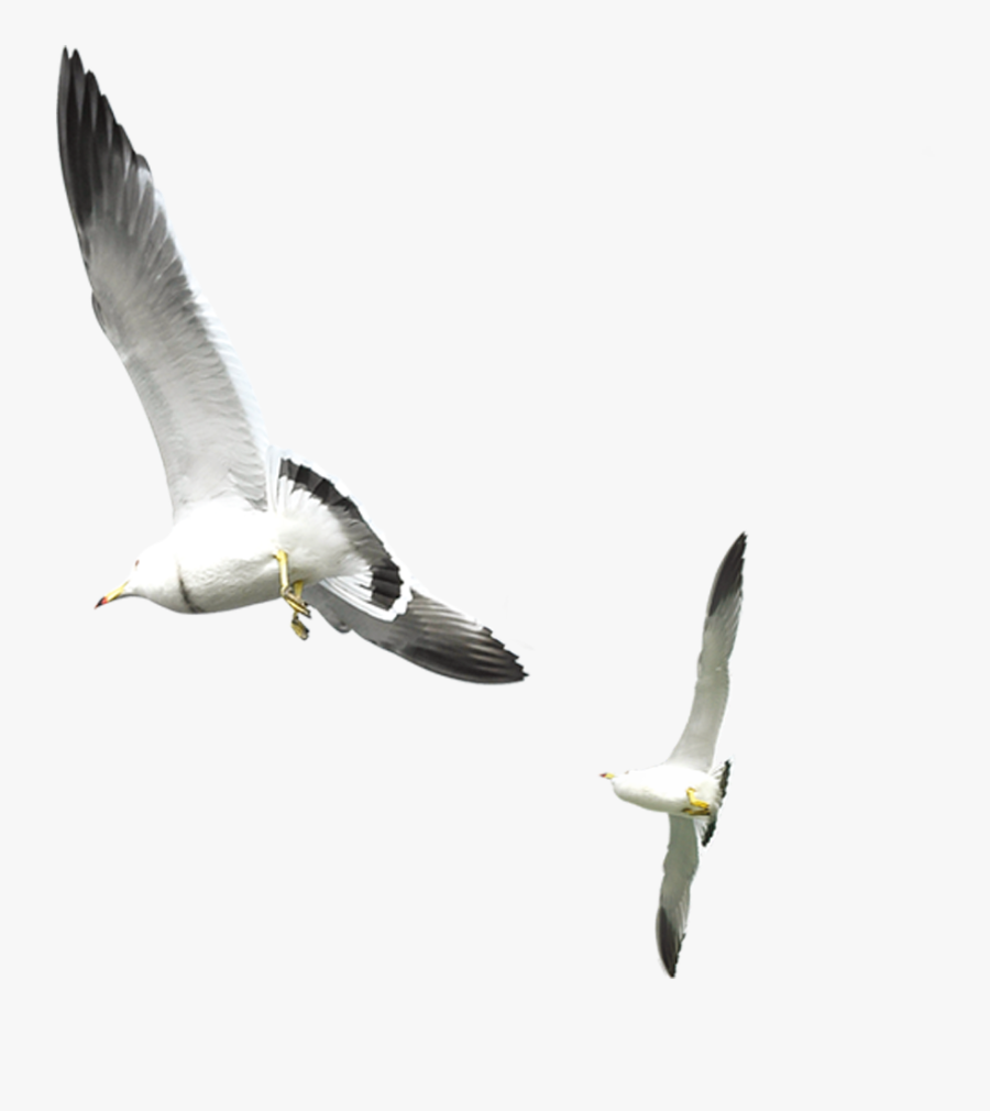 Flying Seagull Png Download - Seagulls Png, Transparent Clipart