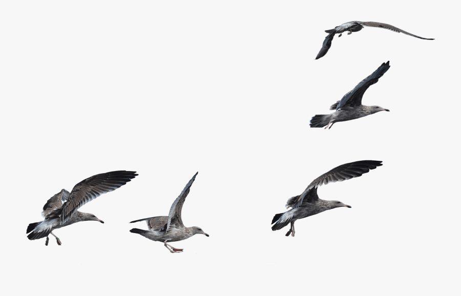Transparent Seagulls Flying Png - Transparent Background Birds Flying Png, Transparent Clipart
