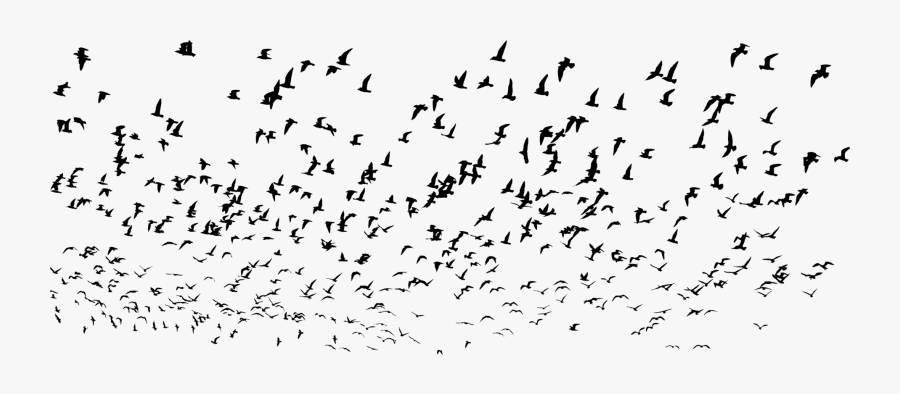 Flock,bird Migration,animal Migration, Transparent Clipart