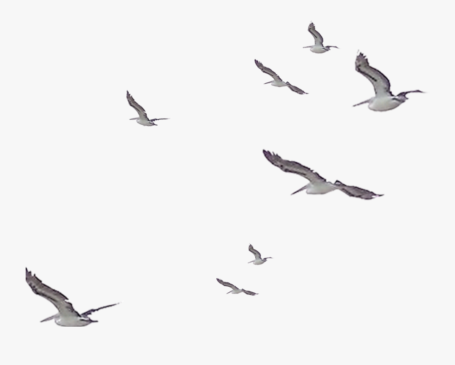#ftestickers #birds #seagull #flock #bird #animal - Transparent Watercolor Birds Flying, Transparent Clipart