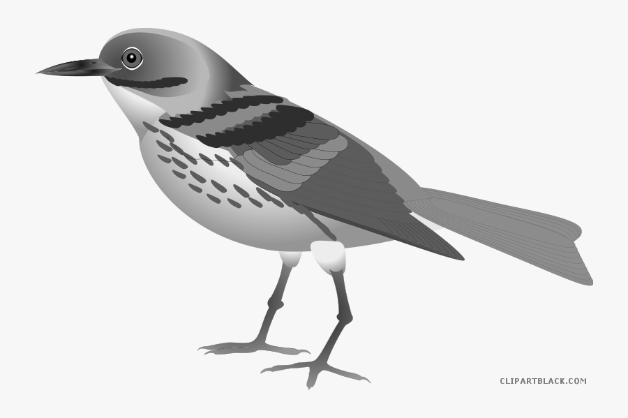 Nice Bird Animal Free Black White Clipart Images Clipartblack - Clipart Of Bird Realistic, Transparent Clipart