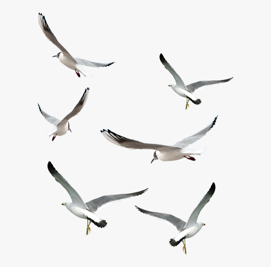 #ftestickers #birds #seagull #bird #animal - European Herring Gull, Transparent Clipart