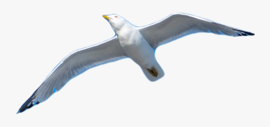 Transparent Seagull Flying Png - European Herring Gull Png, Transparent Clipart