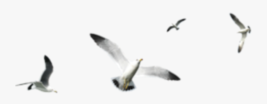 Seagull Seagulls Bird Birds Terrieasterly Freetoedit - Pigeon Flying Group Png Hd, Transparent Clipart