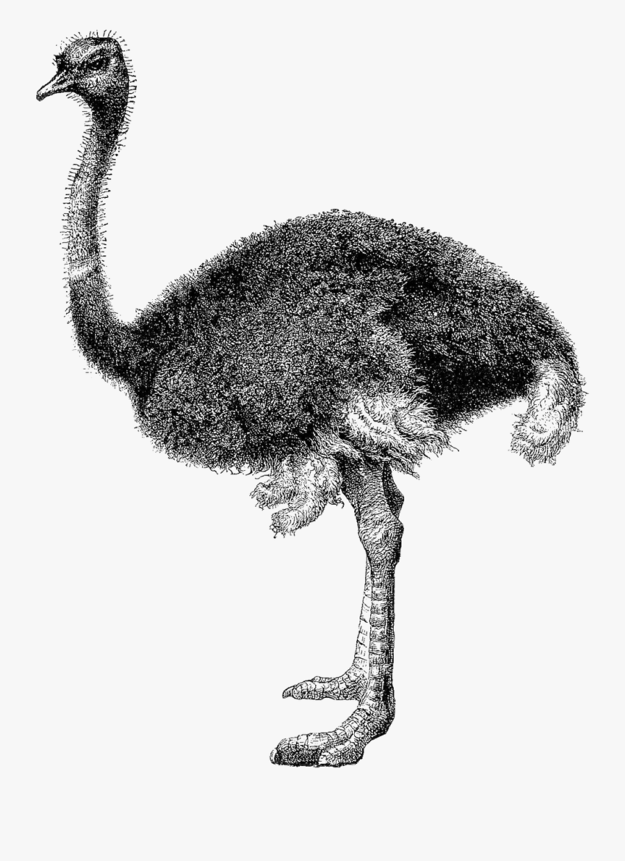 Ostrich Clip Art Black And White - Ostrich Black And White, Transparent Clipart