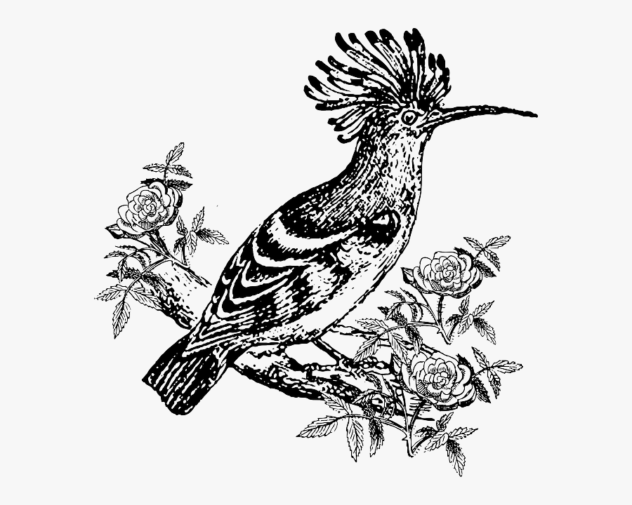 Bird Clipart Hudhud Hud Hud Bird Clipart Free Transparent