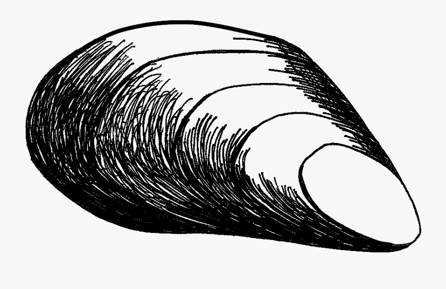 Drawn Mussel - Drawing Of A Mussel, Transparent Clipart