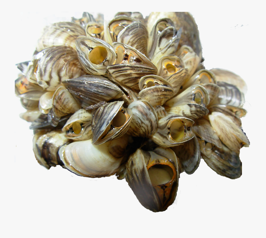 Mussel Png Background Image - Invasive Species In Pa, Transparent Clipart