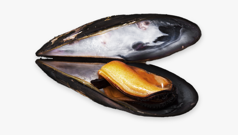 Download Mussel Transparent Images Png - Mussel Png, Transparent Clipart