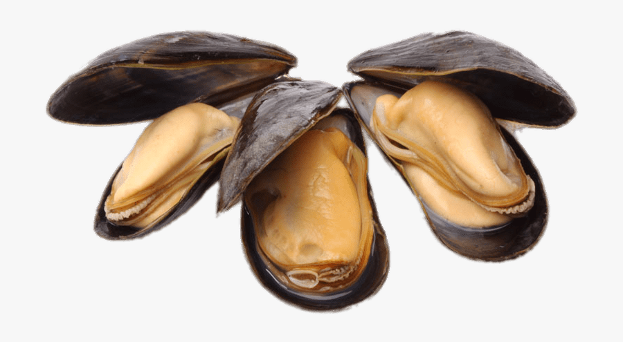 Open Cooked Mussels - Mussels Png, Transparent Clipart