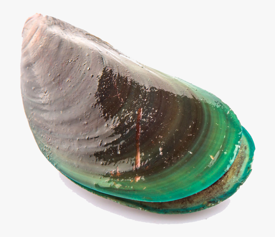 Mussel Png Transparent Picture - Clam, Transparent Clipart