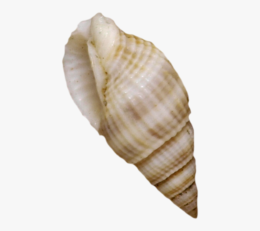 Cockle Seashell Mussel Shellfish - Shell Fish, Transparent Clipart