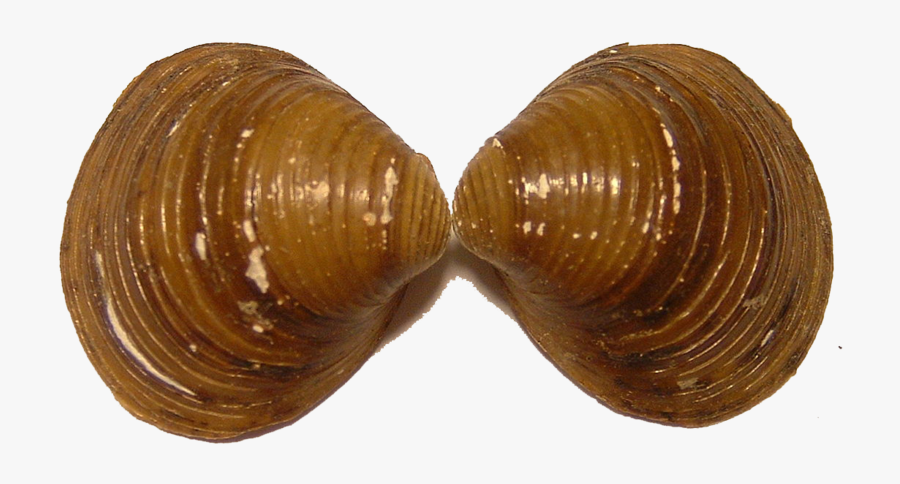 Mussel Png Pic - Freshwater Bivalves, Transparent Clipart