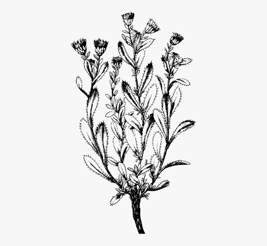 Line Art,plant,flora - Illustration, Transparent Clipart
