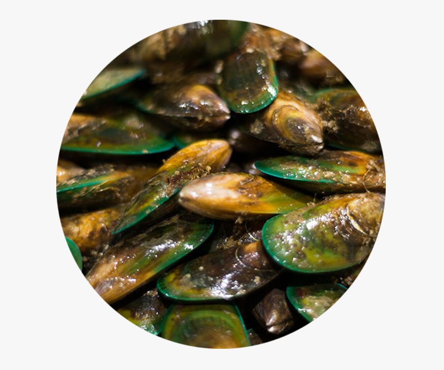 Mussel, Transparent Clipart
