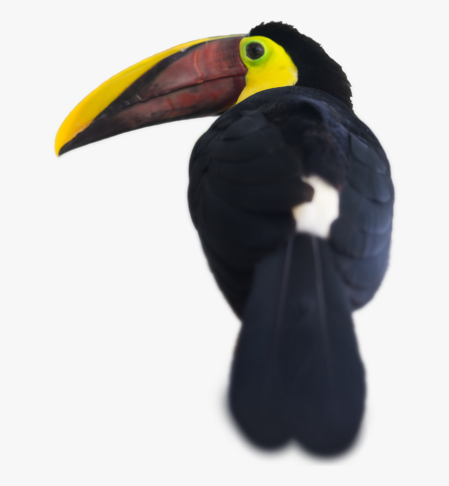 Toucan, Transparent Clipart