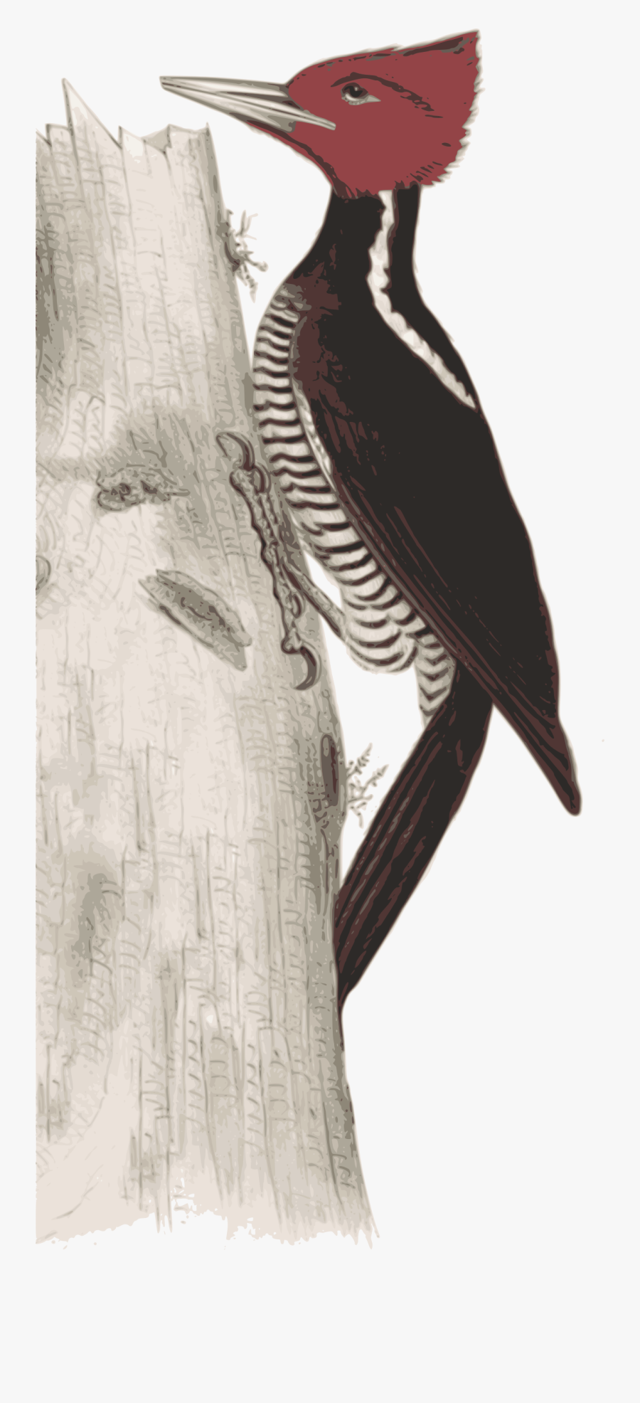 Big Image Png - Woodpecker, Transparent Clipart