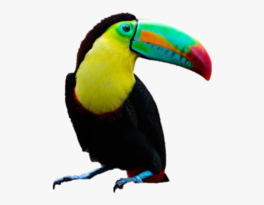 Toucan Png, Transparent Clipart