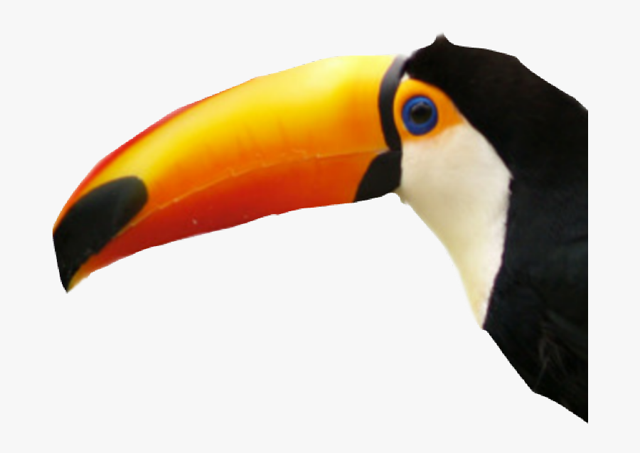 #toucan #bird #sticker - Toucan, Transparent Clipart