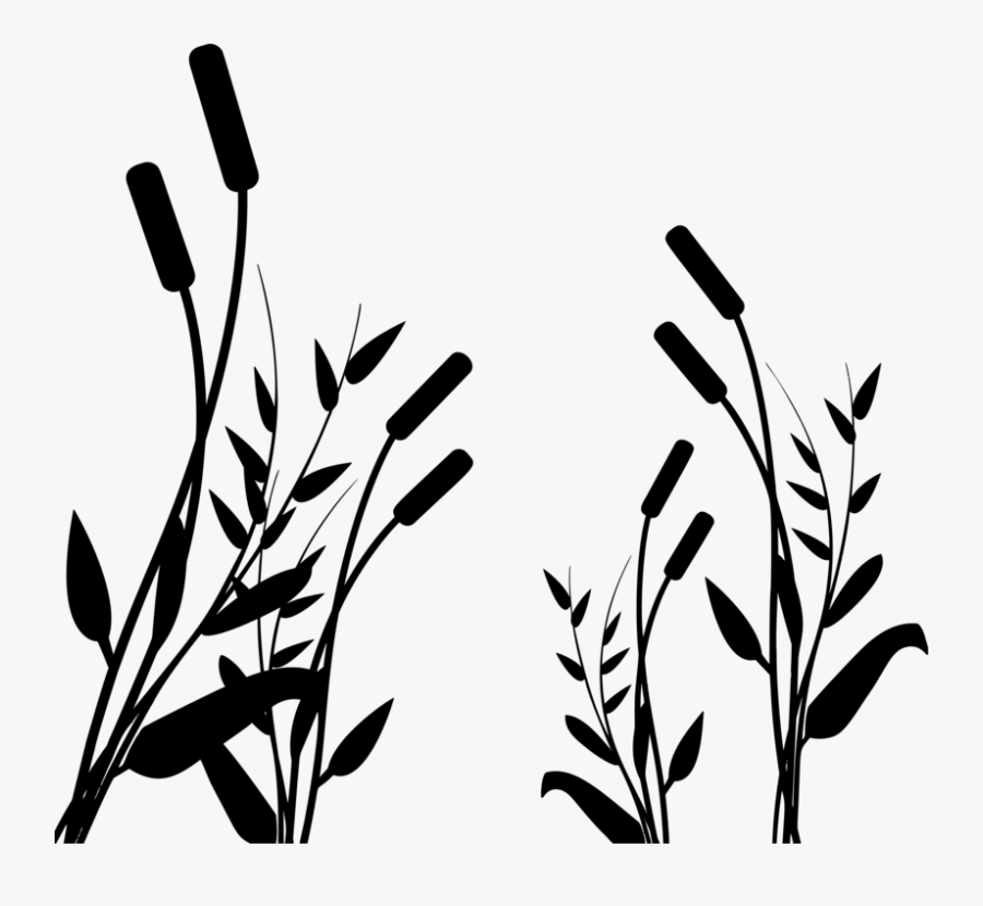 Botany,plant,flower - Силуэт Камыш Png, Transparent Clipart