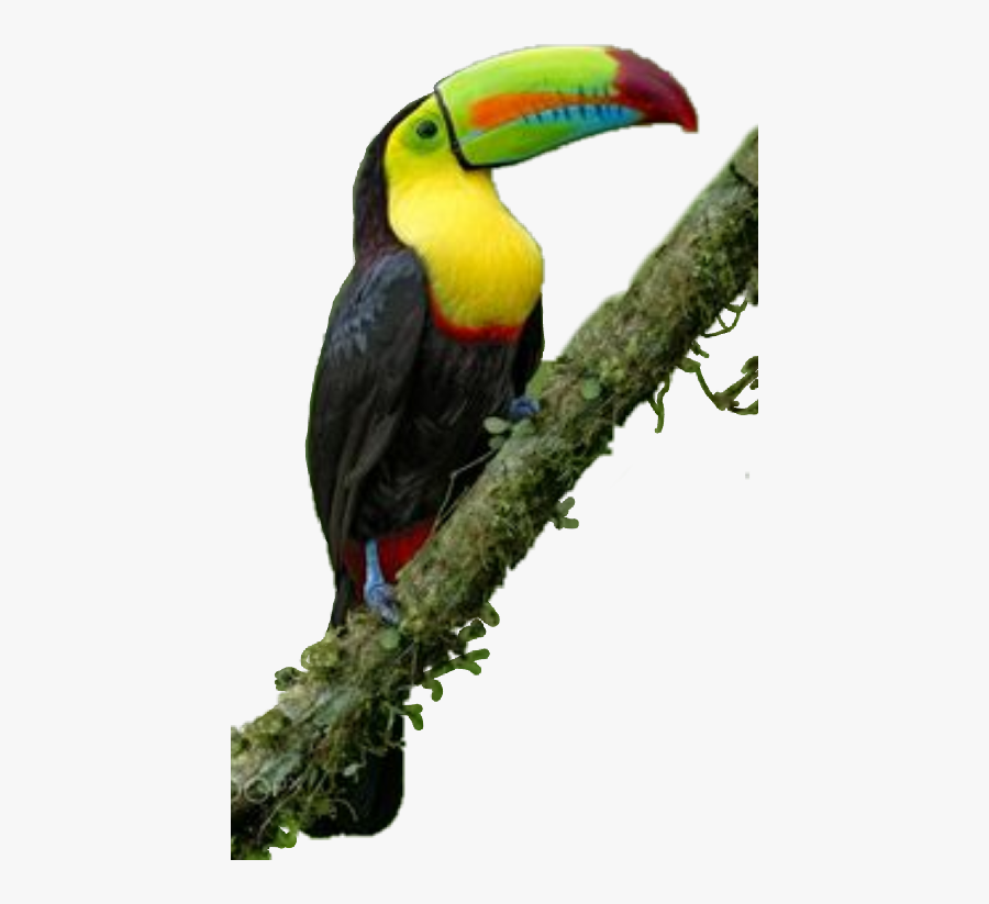 Freetoedit Toucan - Тропические Птицы, Transparent Clipart