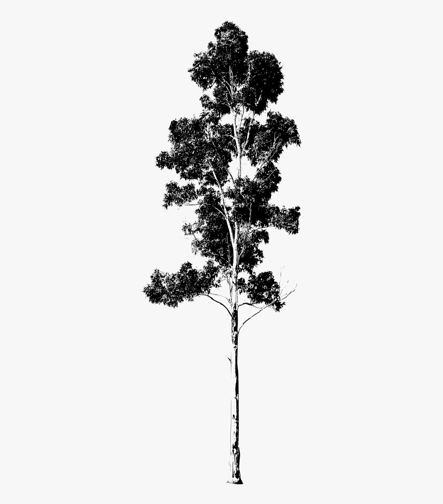 Transparent Treeline Silhouette Png - Eucalyptus Silhouette, Transparent Clipart