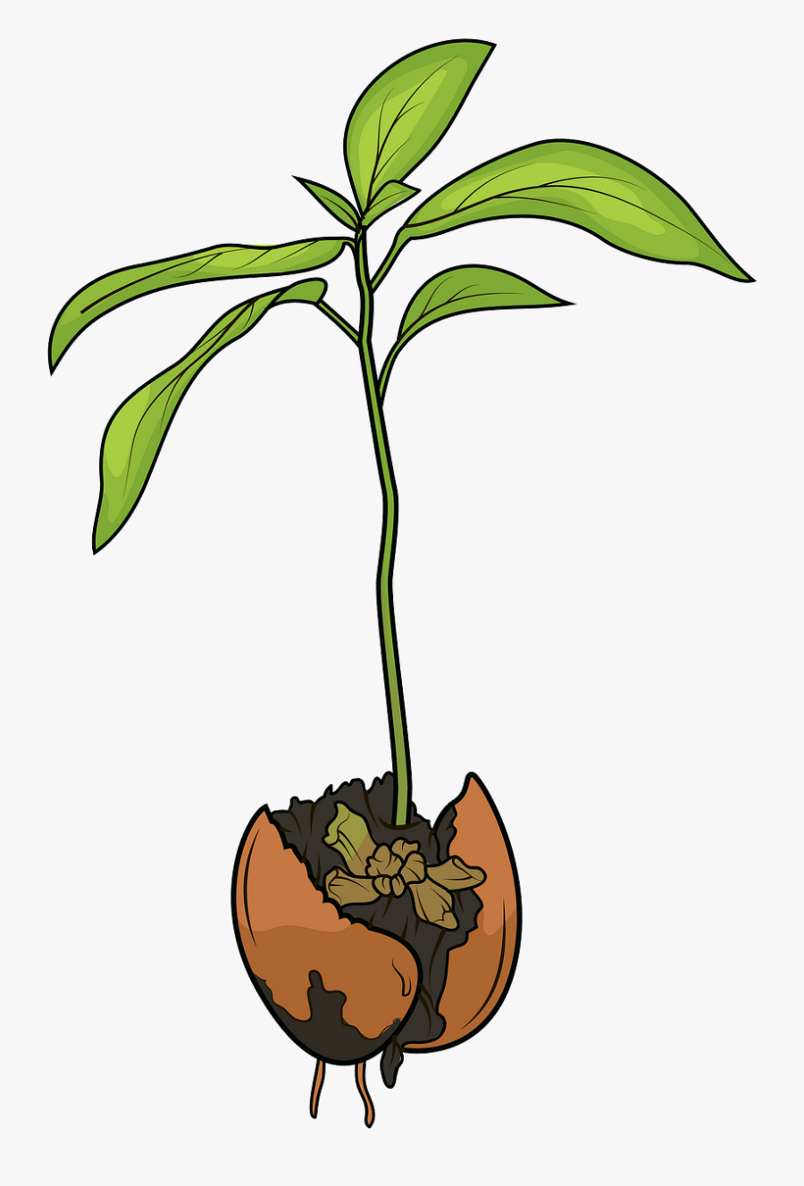 Clip Art, Transparent Clipart