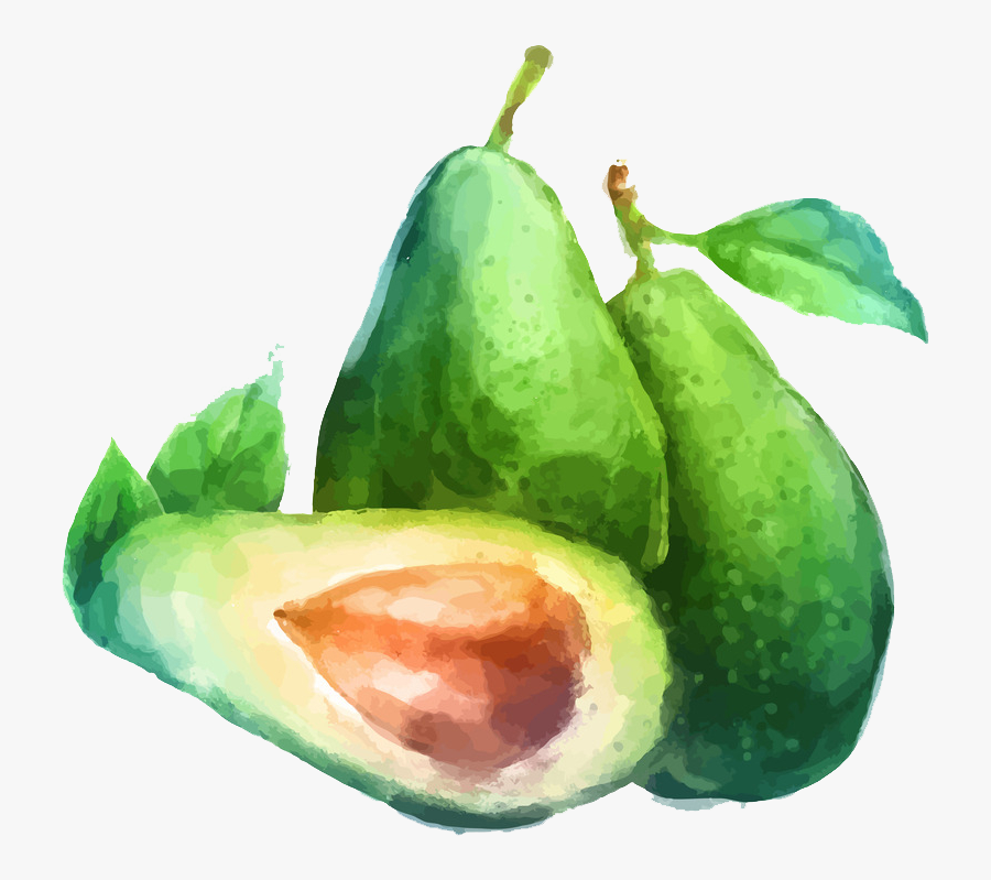 Avocado Clipart Draw - Water Color Fruit Drawing, Transparent Clipart