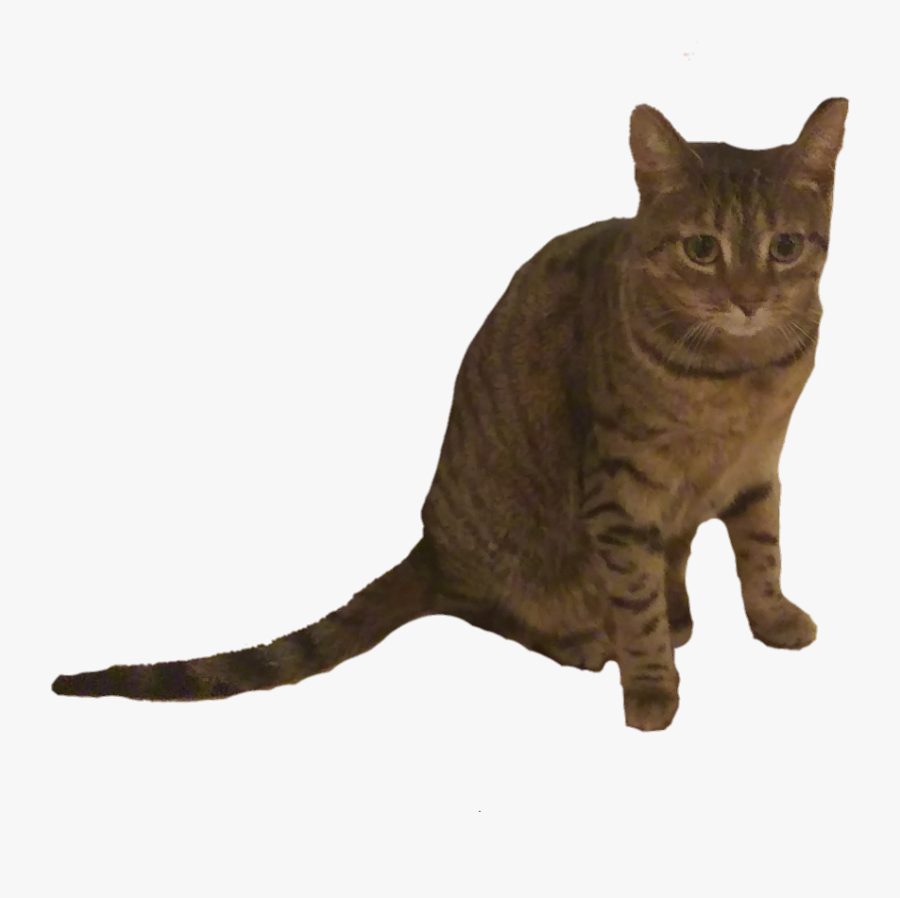 #mondays - Arabian Mau, Transparent Clipart