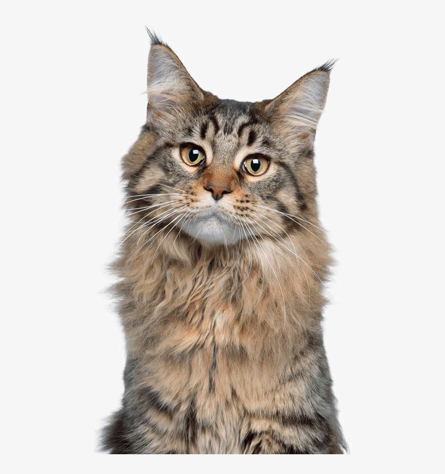 Maine Coon Cat At 7 Months , Free Transparent Clipart ClipartKey