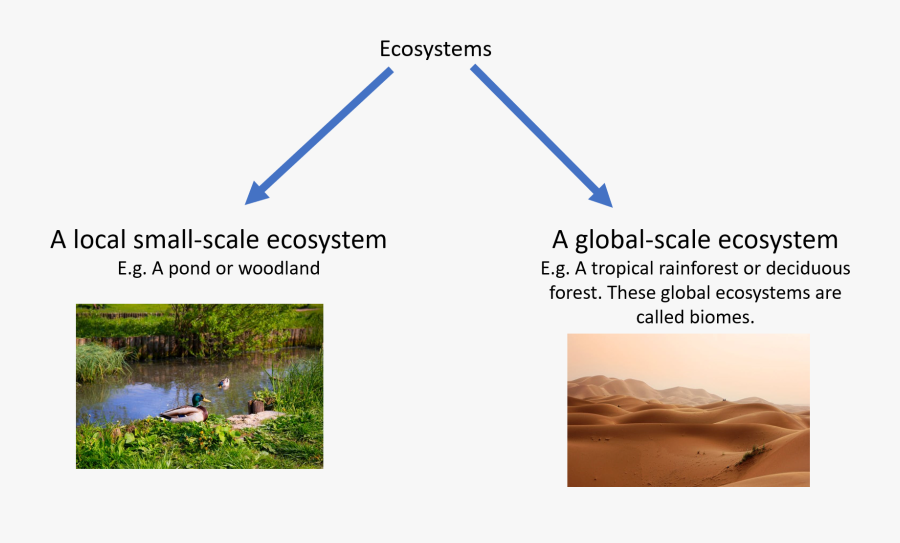 Scales - Freshwater Marsh, Transparent Clipart
