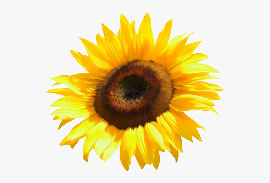 Common Sunflower Clip Art - Sunflower You Are My Sunshine Png, Transparent Clipart