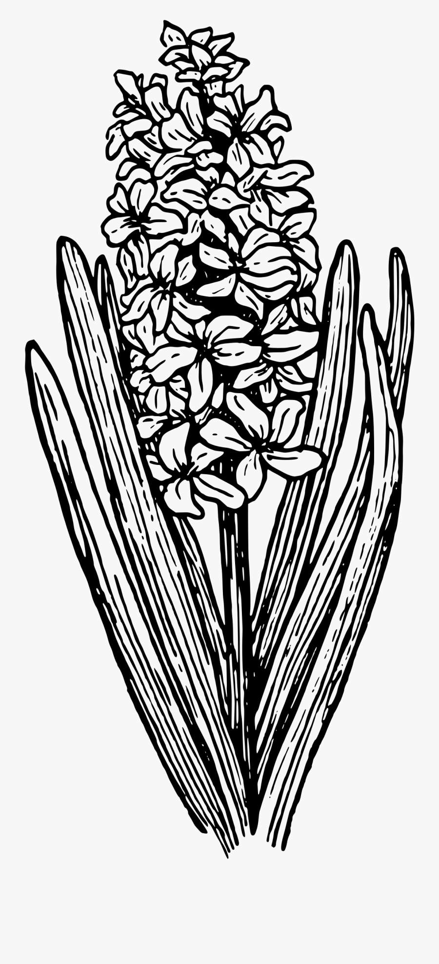 Hyacinth Line Art , Png Download - Santan Black And White Clipart, Transparent Clipart